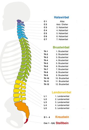 Anatomie der Wirbelsäule mit natürlicher S-Kurve - Lordose und Kyphose erklärt