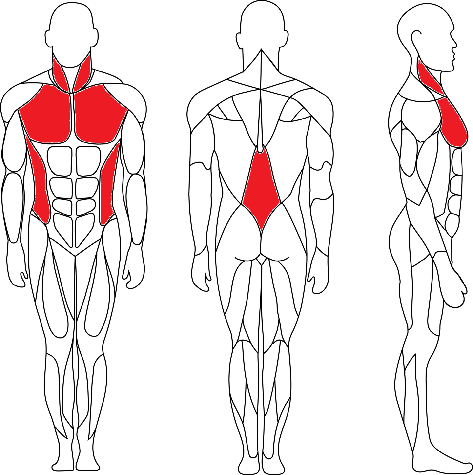 Verkürzte Muskeln beim Rundrücken